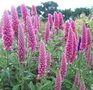 Veronica spicata 'Rosa Zwerg', Ereprijs