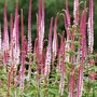 Veronicastrum virginicum 'Erika'