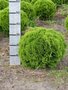 Thuja occ. 'Danica' 20-25 2.5L, Levensboom