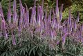 Veronicastrum virginicum 'Fascination'