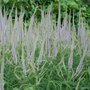 Veronicastrum virginicum 'Lavendeltrum'