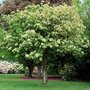 Fraxinus ornus, 8/10 cm Blote wortel, Es