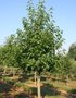 Liquidambar styr. 'Worplesdon', 14/16 Draadkluit Amberboom