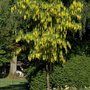 Laburnum wat. 'Vossii', 8/10 Blote wortel, Goudenregen