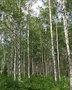 Betula pubescens, 10/12 Blote wortel, Zachte berk