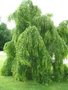 Cercidiphyllum jap. 'Pendulum', stam 180cm pot, Katsuraboom