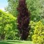 Fagus sylv. 'Dawijck Purple', 150-175 10L