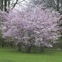 Prunus subh. 'Autumnalis', 10/12 Blote wortel, Japanse sierkers