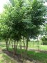 Acer saccharinum meerst., 250/300cm 70L pot, Witte esdoorn