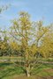 Cornus Mas meerst., 200/250 cm 50L pot, Gele Kornoelje