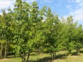 Davidia involucrata meerst., 200/250 cm 50L pot, Zakdoekenboom