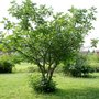 Ficus carica 'Brogiotto Nero' meerst., 250/300 cm 300L pot, vijg