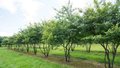 Ginkgo biloba meerst., 250-300cm 35L pot, Japanse notenboom