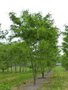 Gleditsia triac. 'Skyline' meerst., 200/250 cm 35L pot, Amerikaanse Christusdoorn