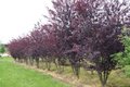 Prunus cer. 'Nigra' meerst., 300/350 cm 55L pot, Sierkers