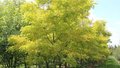 Robinia pseud. 'Frisia' meerst., 300/350 cm 90L pot, Valse Acacia