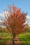 Acer rubrum meerst., 250/300 cm Draadkluit, Esdoorn