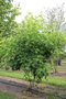 Liquidambar styraciflua meerst., 250/300 cm Draadkluit, Amberboom