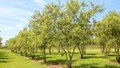 Malus 'Evereste' meerst., 250/300 cm Draadkluit, Sierappel (=Perpetu)