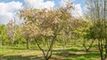 Malus tor. 'Scarlett' meerst., 300/350 cm Draadkluit