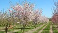 Prunus 'Accolade' meerst., 250/300 cm Draadkluit, Japanse sierkers