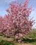 Prunus ser. 'Kanzan' meerst., 200/250 cm Draadkluit, Japanse sierkers