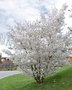 Prunus 'The Bride' meerst., 300/350 cm Draadkluit, Japanse sierkers