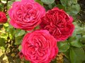 Rosa 'Red Leonardo da Vinci', Blote wortel, Trosrozen