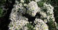 Aster ericoides 'Snowflurry'