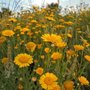 Anthemis tinctoria, Roomse kamile