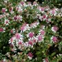 Aster lateriflorus 'Horizontalis' P9