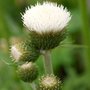 Cirsium rivulare 'Frosted Magic'®, Vederdistel