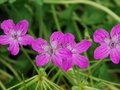 Erodium manescavii, Reigersbek