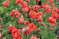 Geum 'Scarlet Tempest'', ® Nagelkruid