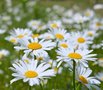 Leucanthemum vulgare 'Maiköningin', Margriet