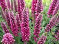 Veronica spicata 'Heidekind', Ereprijs