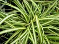 Carex 'Ribbon Falls', Zegge