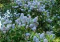 Ceanothus impressus 'Victoria', 25-30 3L, Sikkelboom