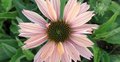 Echinacea 'Sunseekers Salmon', ® Zonnehoed