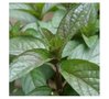 Mentha piperita 'Chocolate', chocolademunt