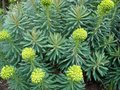 Euphorbia characias 'Wulfenii', Wolfsmelk