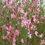 Gaura lindheimeri 'Flamingo Pink', Prachtkaars