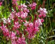 Gaura lindheimeri 'Siskiyou Pink' P9, Prachtkaars