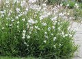 Gaura lindheimeri 'Snowbird', Prachtkaars