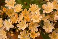 Lewisia longipetala 'Little Mango'