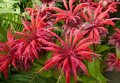 Monarda 'Gardenview Scarlet', Bergamot