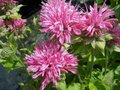 Monarda 'Marchall's Delight', Bergamot