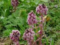 Petasites hybridus, groot hoefblad