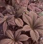 Rodgersia pinatta 'Chocolate Wings', Schout bij nacht