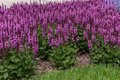 Salvia nemorosa 'Rose Marvel', siersalie